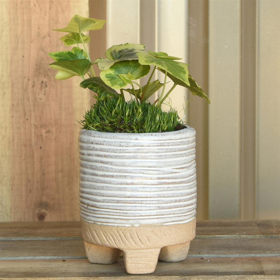 A small potted plant with variegated green leaves sits in the HomArt Horizontal Stripe Cachepot, a ribbed, beige stoneware pot with three short legs. Perfect for indoor gardening, this cachepot is placed on a wooden surface against a vertical backdrop.