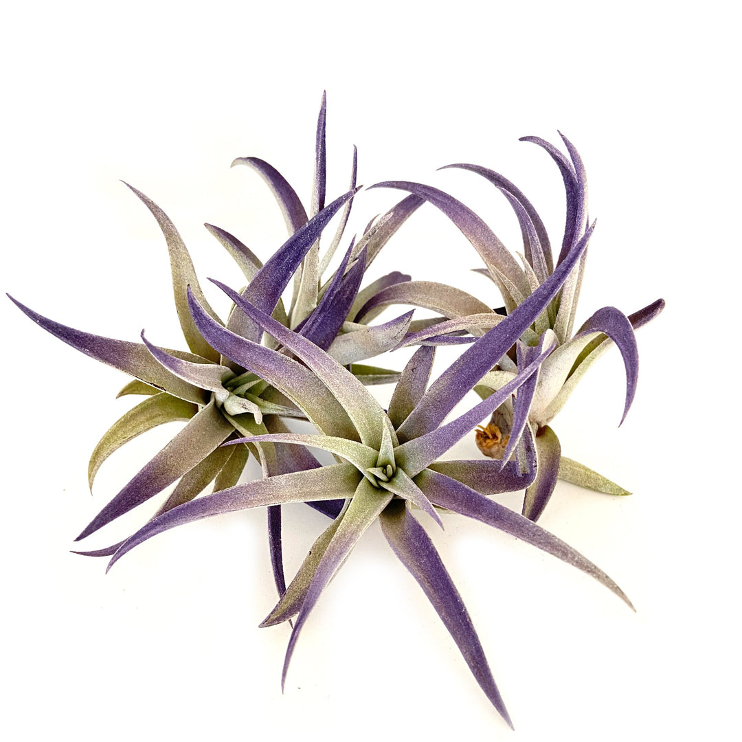 Plagiotropica Airplants by RussellsBrom, featuring slender, pointed leaves arranged in a star-like pattern with purple tips, are displayed on a plain white background.