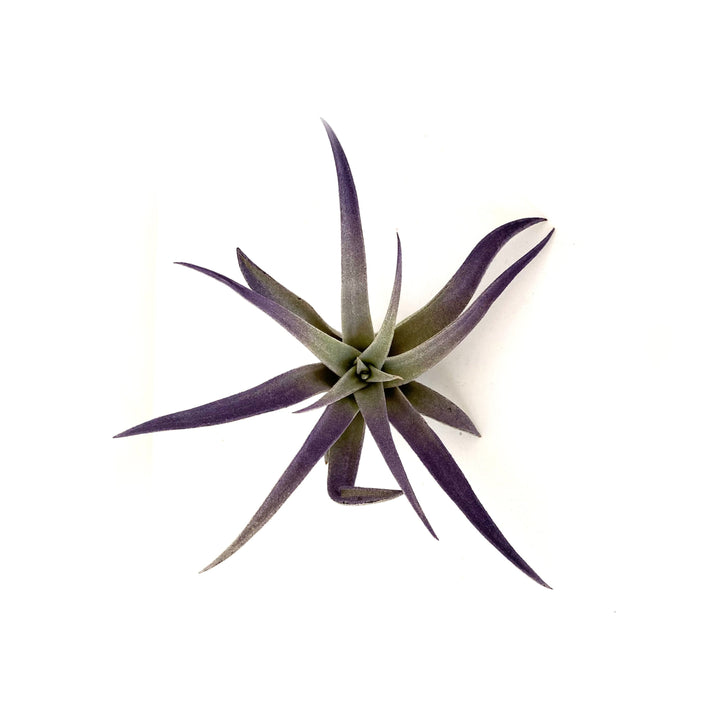 A close-up of a single Plagiotropica Airplant from RussellsBrom with long, slender, pointed leaves radiates outward against a plain white background. The leaves, exhibiting a mix of green and dark purple hues, showcase its unique charm. This beautiful air plant is part of the versatile bromeliad family.