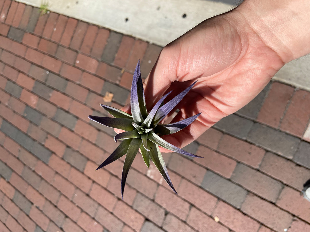 A hand holding a small Plagiotropica Airplant from RussellsBrom, with pointed, purple-tipped leaves, set against the backdrop of a red and gray brick sidewalk.