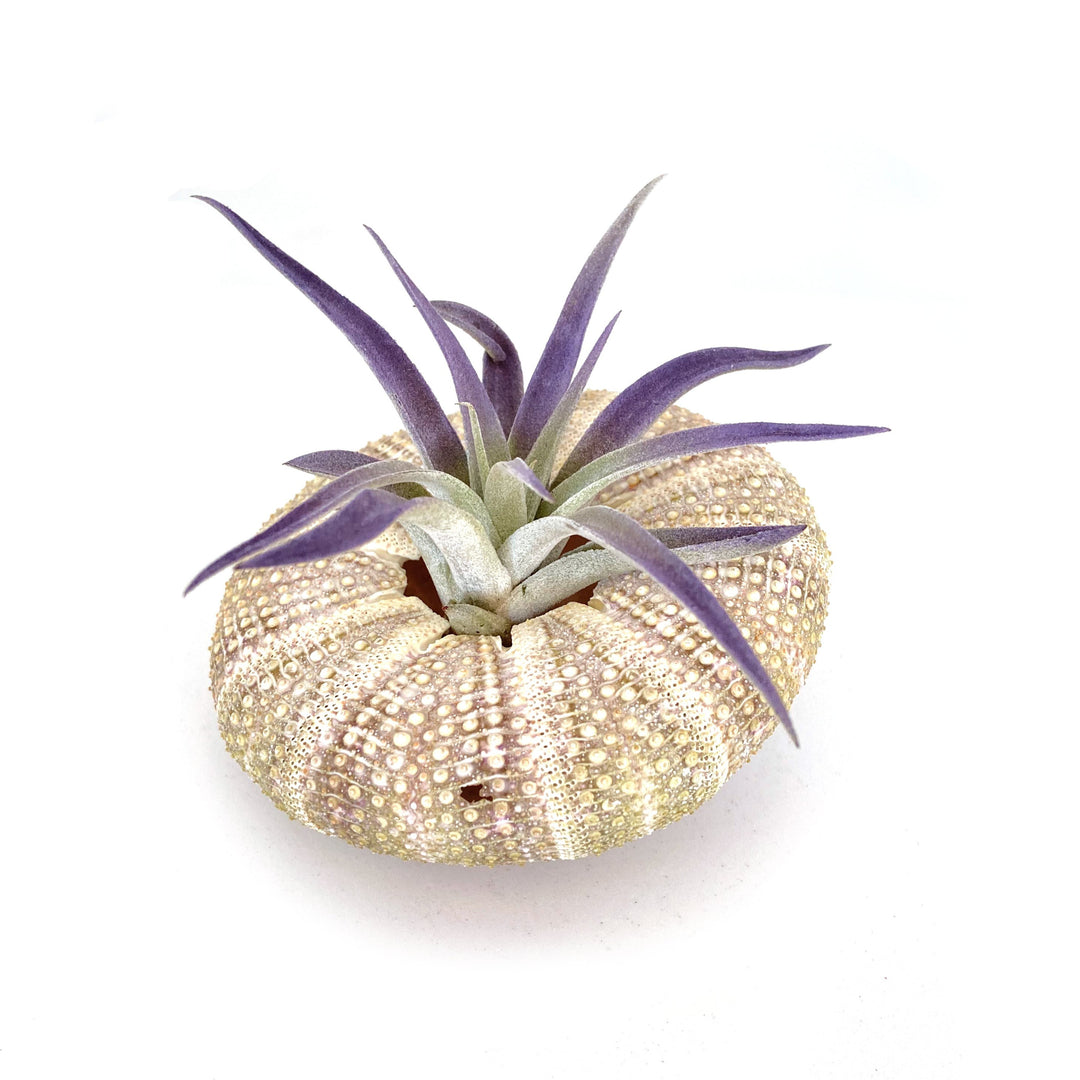 The Plagiotropica Airplant from RussellsBrom, featuring long, slender leaves with purple tips, is elegantly displayed in a light brown, textured sea urchin shell. This unique decorative piece stands out beautifully against a white background.