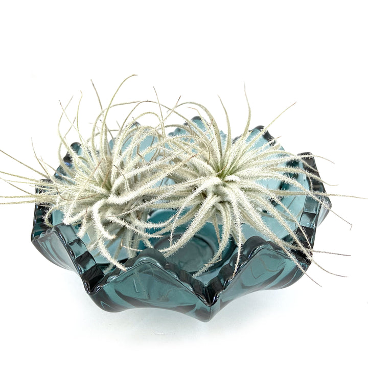 Tectorum Lg Rare Airplant