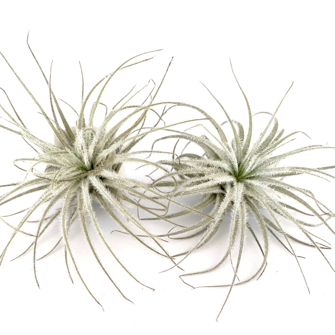 Tectorum Lg Rare Airplant