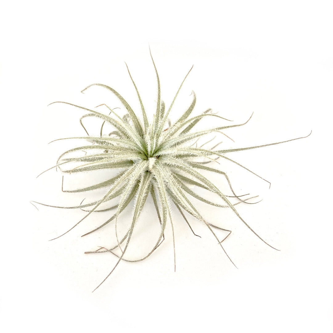 Tectorum Lg Rare Airplant