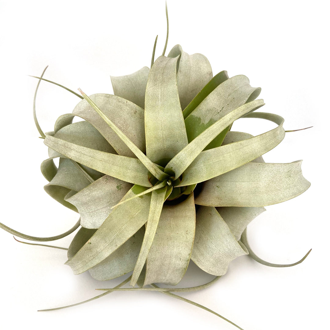 A close-up of RussellsBrom's Xerographica or Other Huge Airplant, an exquisite member of the bromeliad family, showcases its large, silvery-green, curly leaves radiating from the center. This striking air plant is beautifully isolated on a white background.