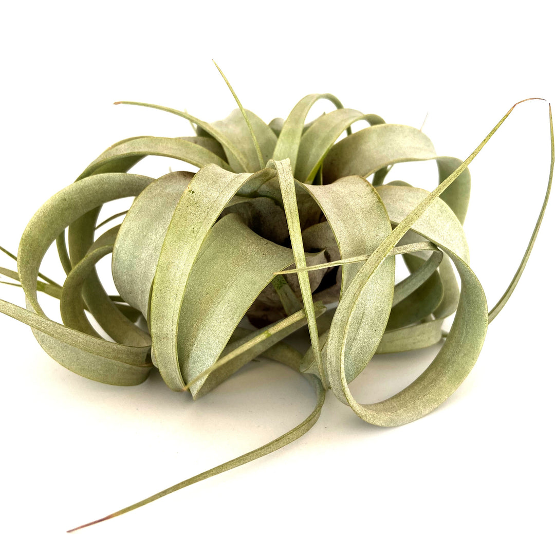 A close-up of the Xerographica or Other Huge Airplant from RussellsBrom. This Tillandsia xerographica features silvery-green, curly leaves that twist and curl in various directions, all set against a plain white background.