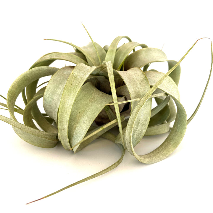 A close-up of the Xerographica or Other Huge Airplant from RussellsBrom. This Tillandsia xerographica features silvery-green, curly leaves that twist and curl in various directions, all set against a plain white background.