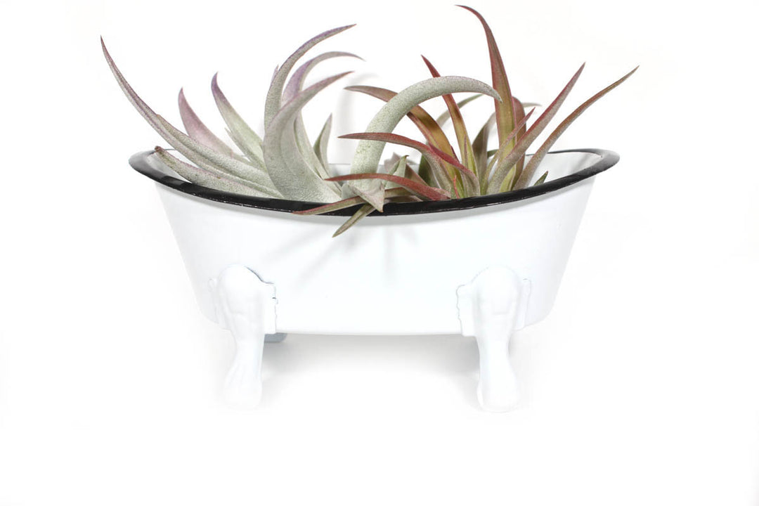 The CreativeCoOp Metal Bathtub Soap Dish, a miniature white bathtub with ornate legs and a black trim along the edge, holds several air plants with slender, pointed leaves that range in color from green to reddish-purple.