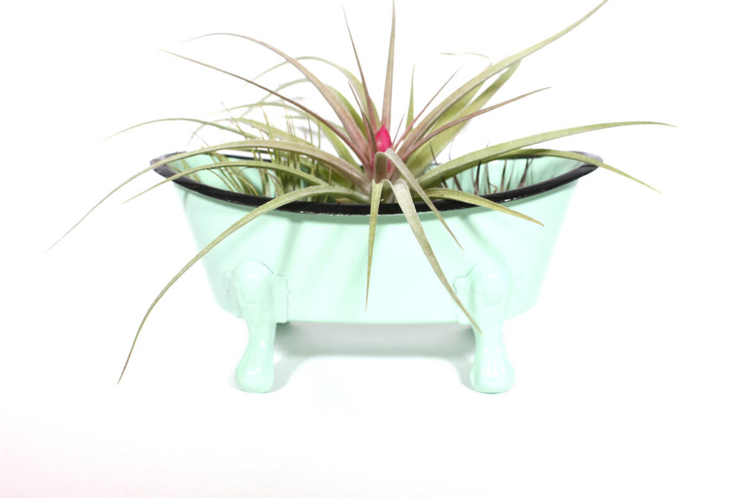 A small air plant with spiky green and pink leaves is placed in the CreativeCoOp Metal Bathtub Soap Dish, shaped like a mini claw-footed bathtub. The charming planter is set against a plain white background.