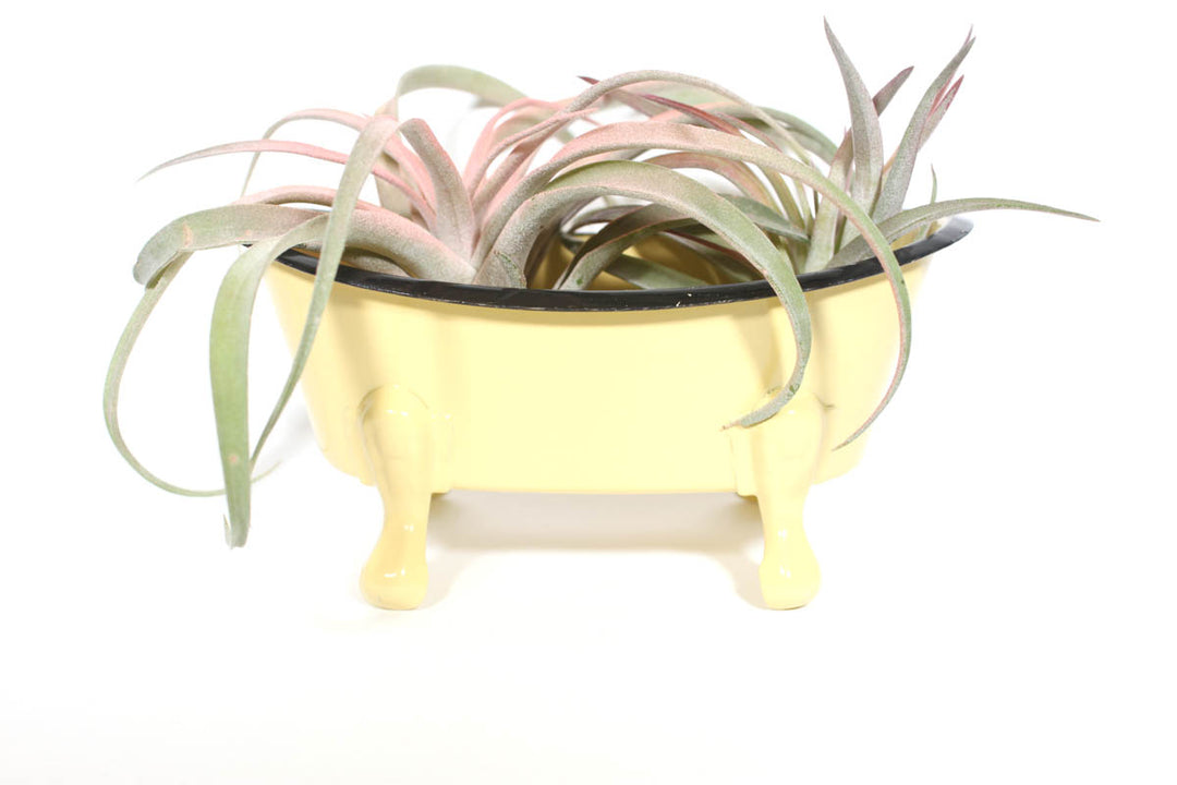 A small, yellow, vintage-style Metal Bathtub Soap Dish by CreativeCoOp with clawfoot legs contains spiky green and pink air plants. Resembling a charming soap holder from the past, the dish is centered in the image against a plain white background.