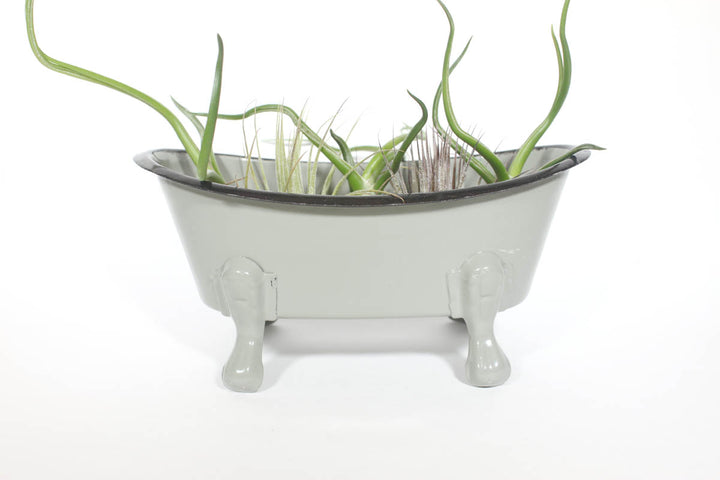 The Metal Bathtub Soap Dish by CreativeCoOp, a small vintage-style holder shaped like a claw-foot metal bathtub, contains several air plants. The bathtub, in a soft gray color, holds the green spiky plants upright. The plain white background draws focus to this unique and charming planter.