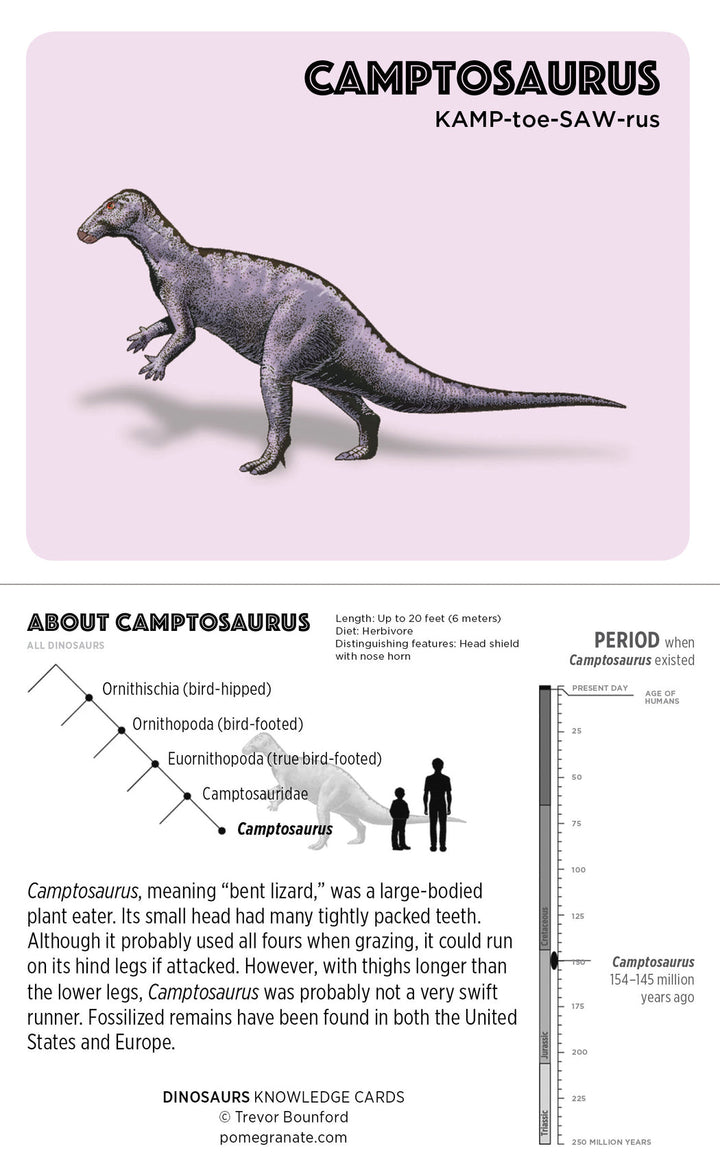 Illustration of a Camptosaurus, a large-bodied plant eater with a small head and tightly packed teeth. The text in Pomegranate's "Dinosaurs" provides facts about its classification, evolutionary development, period of existence (154-145 million years ago), and physical features. A size comparison chart is included.