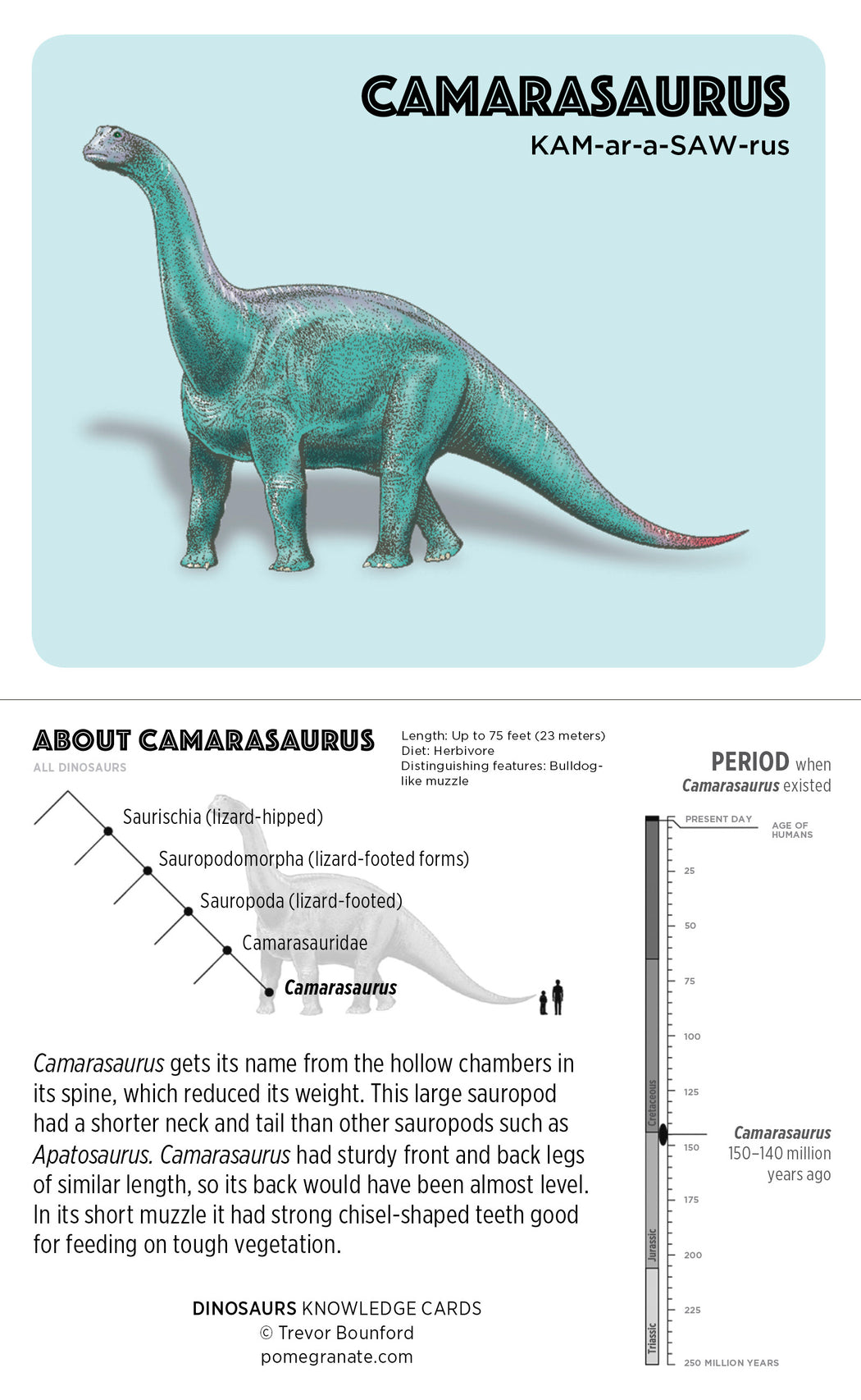 The product "Dinosaurs" by Pomegranate provides an illustration and information about the Camarasaurus, depicting it as a large, green, long-necked sauropod. The accompanying text elaborates on its name, size, and classification. A timeline indicates that this dinosaur lived between 150-140 million years ago. Additional knowledge cards delve into its physical adaptations and evolutionary development.