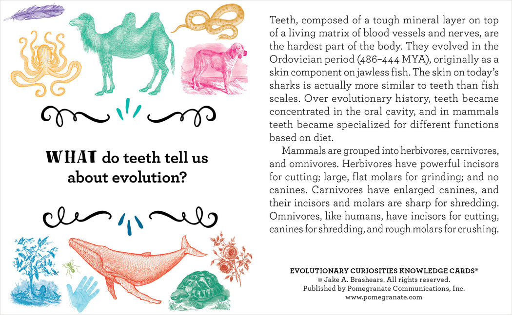 An educational card titled "Evolutionary Curiosities Knowledge Cards" from the Pomegranate series provides insights into how teeth evolved and adapted based on the diet of different animal groups over time. It includes illustrations of various animals and teeth types, such as a shark, mammoth, and a whale.