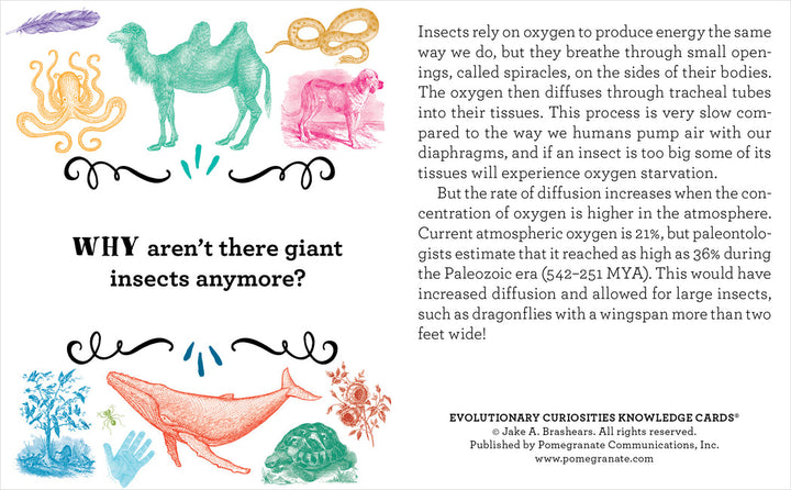 An informative card from Pomegranate's Evolutionary Curiosities Knowledge Cards titled "WHY aren't there giant insects anymore?" explains how oxygen levels and insect respiration through tracheal tubes affect insect size. It notes that higher oxygen levels in the Paleozoic era allowed for larger insects, such as dragonflies with two-foot wingspans. The card features illustrations of colorful insects, a whale, and a prehistoric creature, suggesting evolutionary changes in size across species.