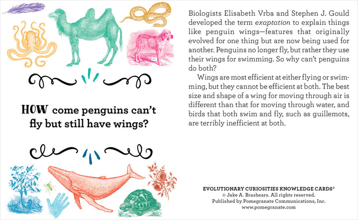 The Evolutionary Curiosities Knowledge Cards by Pomegranate feature an illustration-rich card explaining why penguins have wings but cannot fly. This particular card is adorned with colorful drawings of a green dinosaur, a pink dog, flying fish, a penguin, and other whimsical decorations. The text delves into the curiosities of evolution and explores the evolutionary purposes of penguin wings.
