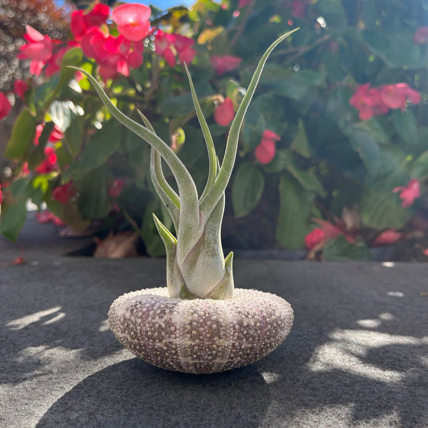 A Caput Medusae Airplant from RussellsBrom, with its long green leaves, is nestled within a textured grey sea urchin shell. Positioned on a flat surface, it displays the characteristic traits of the bromeliad family. The blurred background reveals red flowers and green foliage, while sunlight casts shadows across the scene.