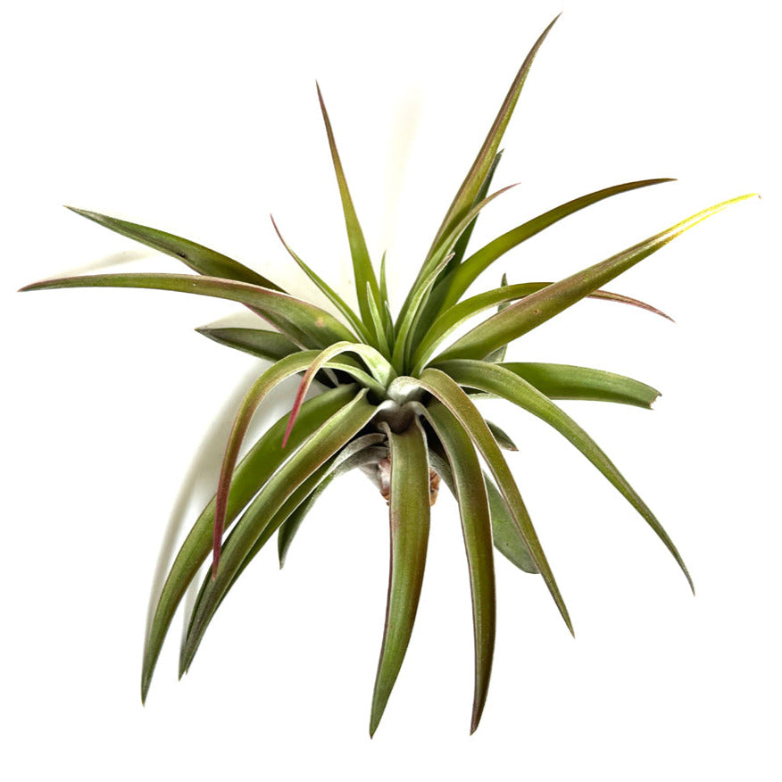 A close-up of the Brachycaulous Velutina Airplant from RussellsBrom, showcasing its green, long, and slender leaves that radiate outwards against a white background. The leaves feature some reddish-brown tips and exhibit a slight curl along the edges.