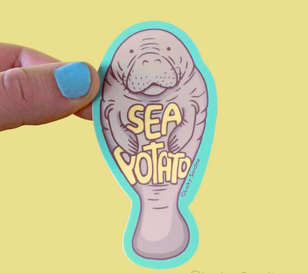 A hand with light blue nail polish holds the Manatee Sea Potato Sticker by Lucky Sardine, featuring a cute manatee with the text "SEA POTATO" on its body. Both the manatee and text are outlined in teal against a pale yellow background, and the sticker is waterproof vinyl.