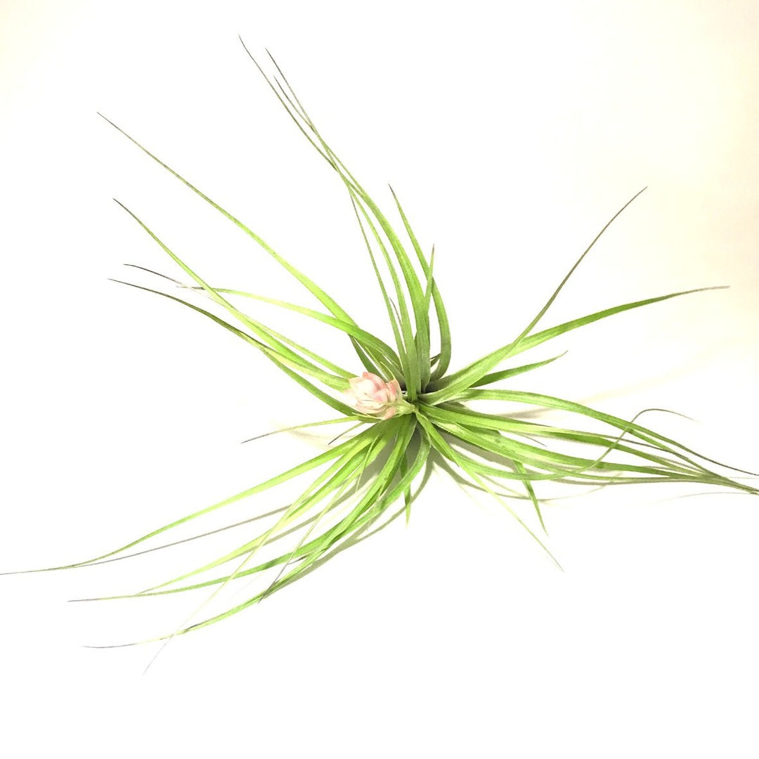 Stricta Soft Leaf Airplant